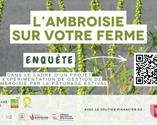 L’ambroisie est une plante opportuniste envahissante, qui concurrence les cultures printanières