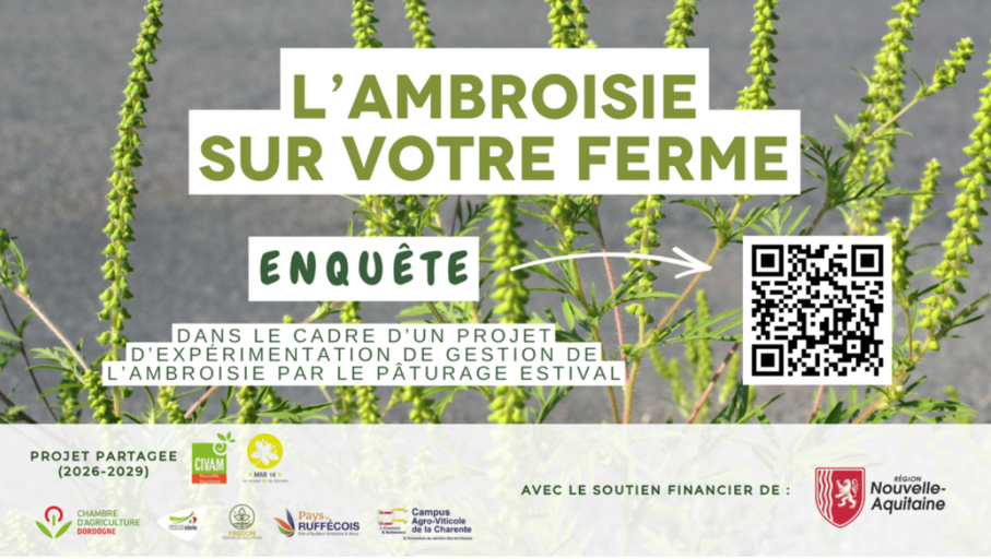 L’ambroisie est une plante opportuniste envahissante, qui concurrence les cultures printanières