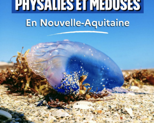 Les longs filaments très urticants peuvent provoquer de très violentes brûlures