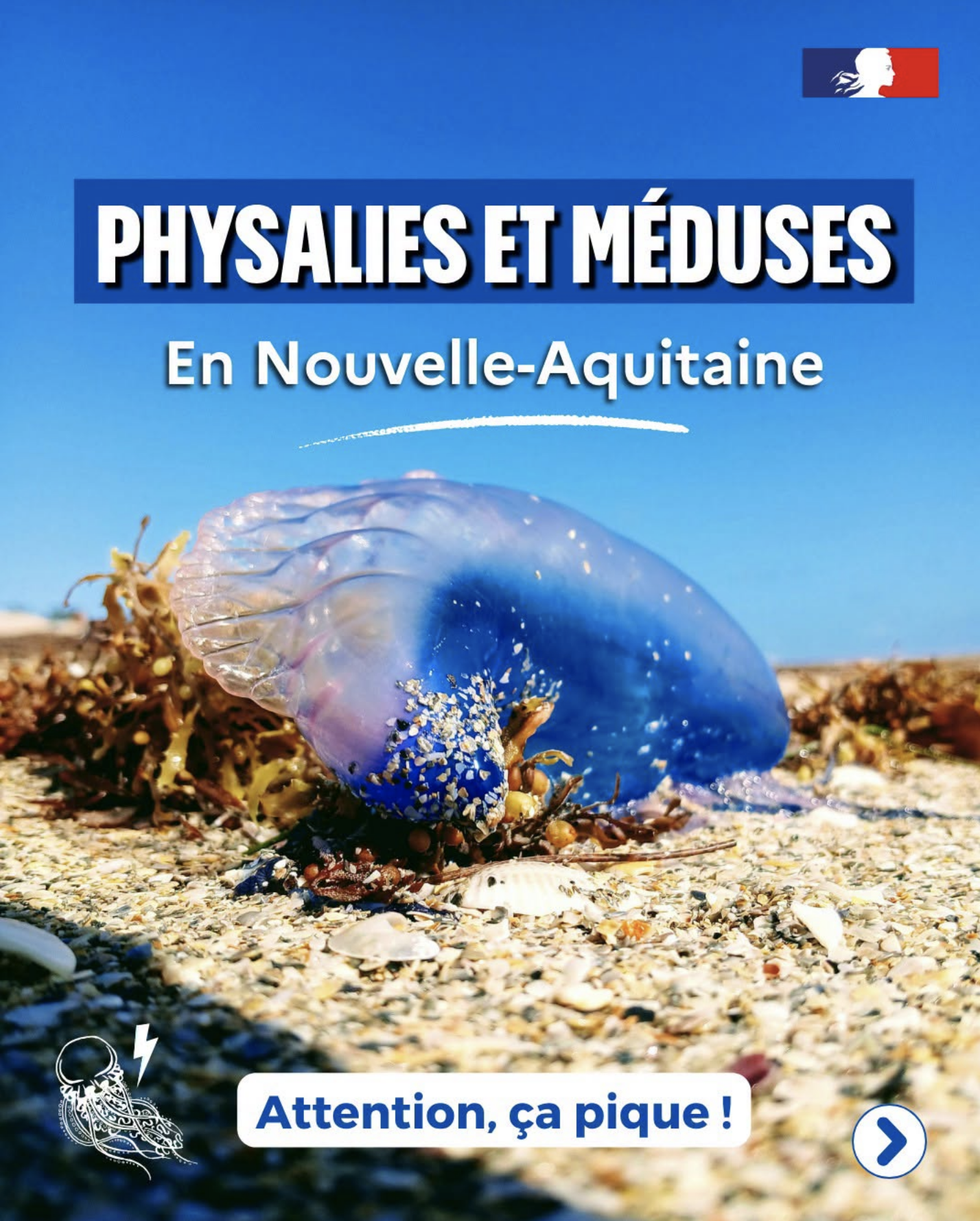 Les longs filaments très urticants peuvent provoquer de très violentes brûlures