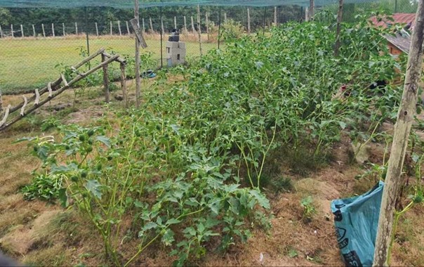 « Le mieux, c’est d’arracher la plante avec ses racines, et de la jeter dans les ordures ménagères » Florence Dupont @ CPIE pays Creusois